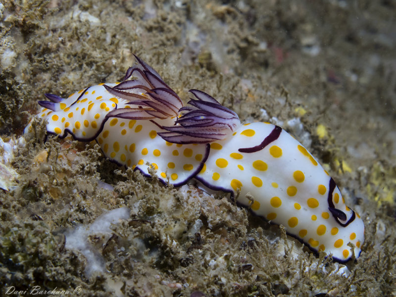 Goniobranchus annulatus
