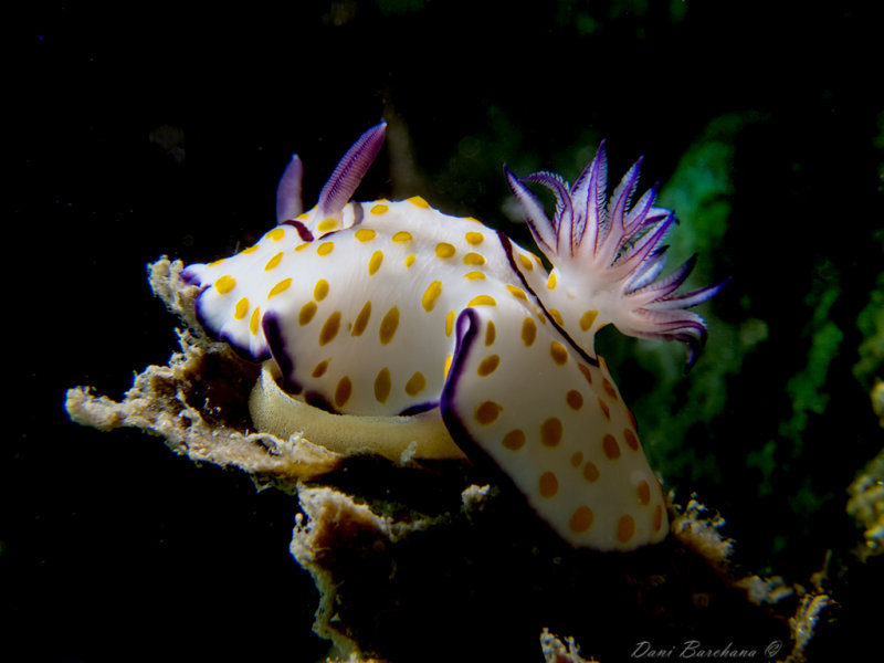 Goniobranchus annulatus laying eggs - Mediterranean