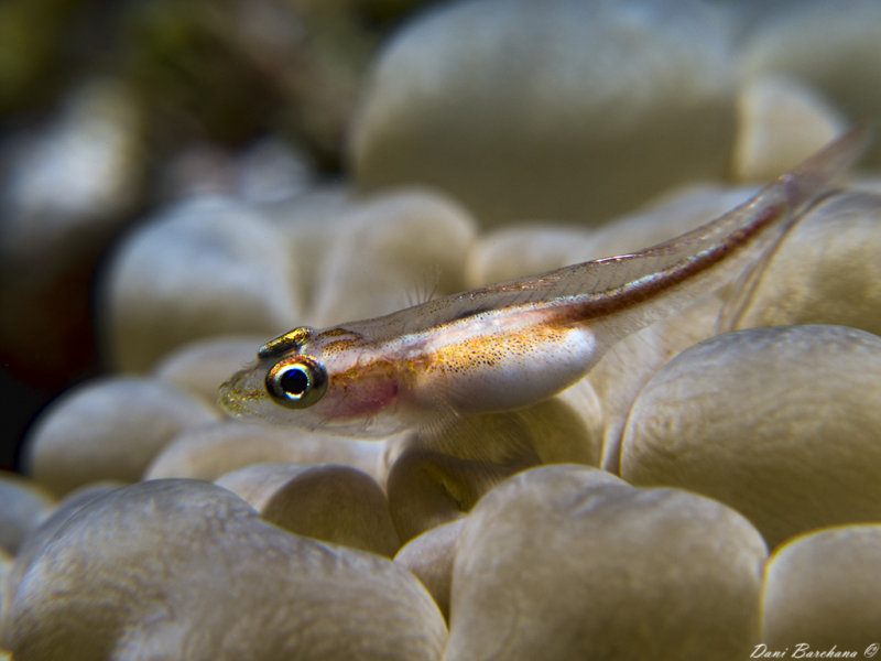  Toothy (Host) Goby  - Pleurosicya mossambica