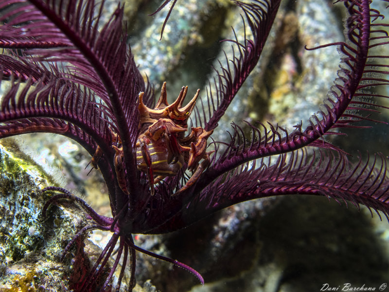 Feather star Crab - Ceratocarcinus spinosus 