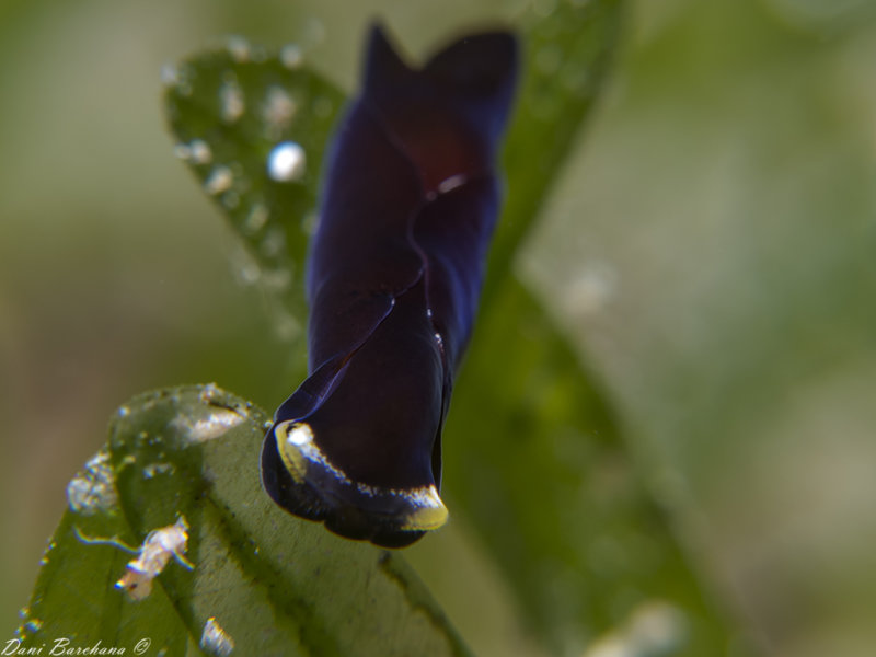 Chelidonura flavolobata