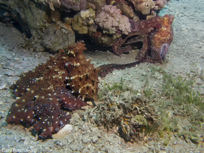 Octopusex - octopuses mating