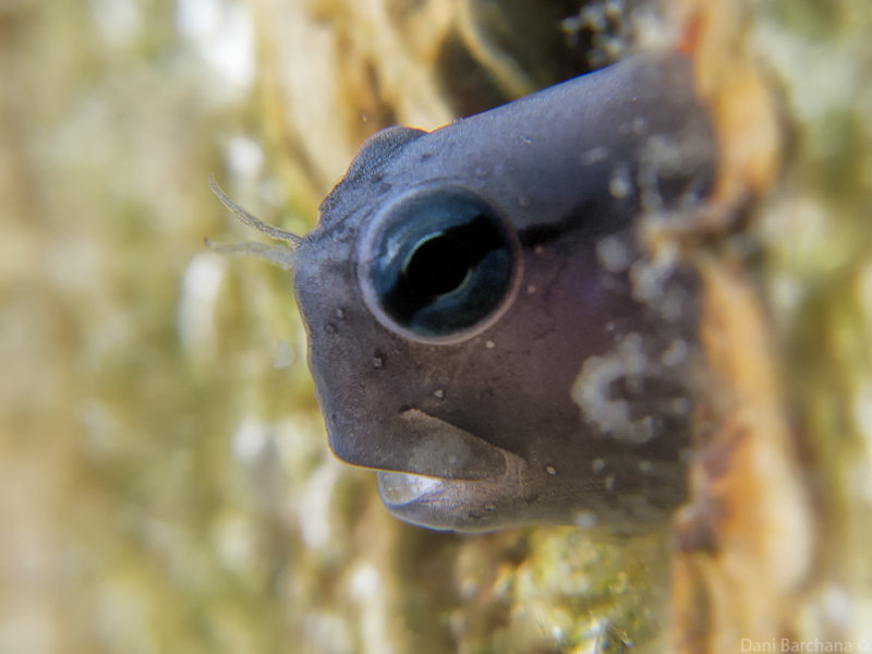 Red Sea Mimic Blenny (Ecsenius gravieri )