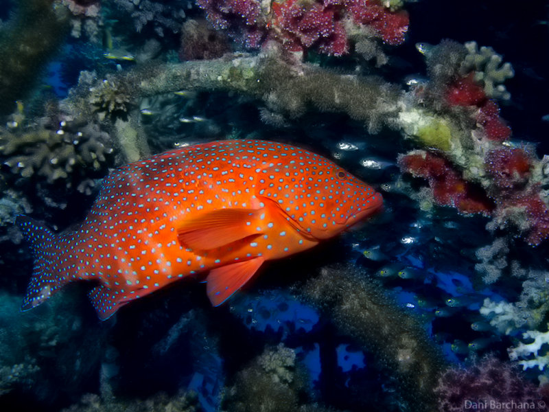 Coral Hind -  Cephalopholis miniata