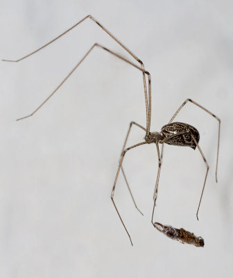 Cellar Spider - Holocnemus pluchei