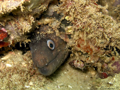 Mediterranean  Moray Eel