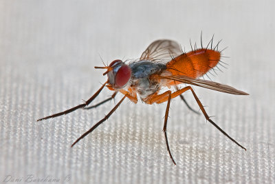  tachina fly ( probably Mintho compressa)