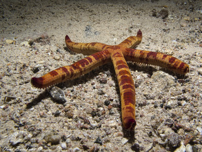 Starfish -  Leiaster leachi