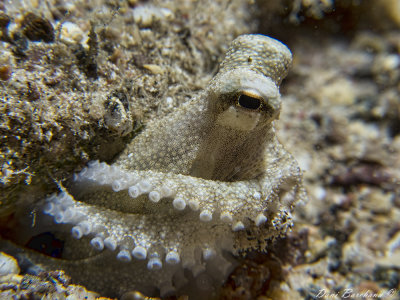 teeni tiny  Octopus aegina