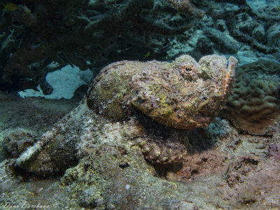 Stonefish, Synanceia verrucosa