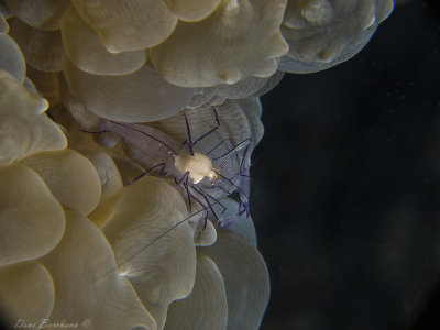 Bubble coral Shrimp