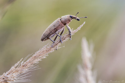 Weevil - Lixus angustatus