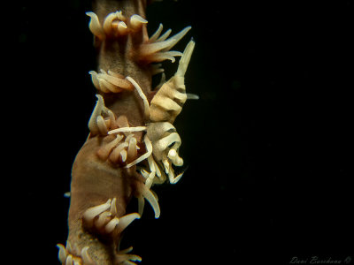 Whip Coral Shrimp - Pontonides unciger