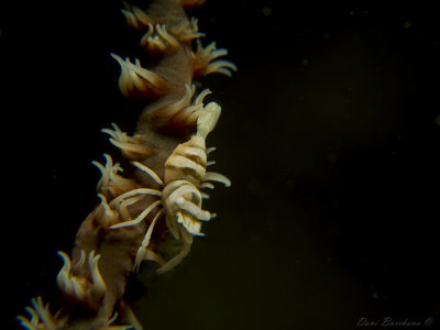 Whip Coral Shrimp - Pontonides unciger - Front view