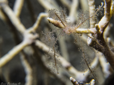 Camouflaged Spider crab