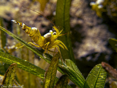Partner Shrimp - Red sea