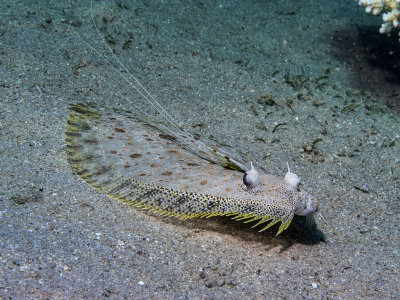 Flounders and Sole Fish