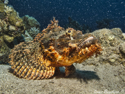 Scorpionfish, Stonefish & bottom dwelling 