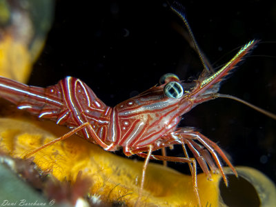 Dancer Shrimp
