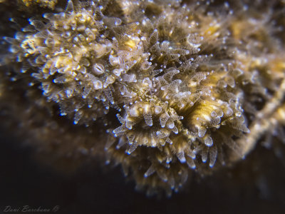 Oculina patagonica -Mediterranean coral