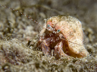 Hermit Crab