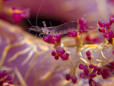 A Tiny shrimp on a Dendronephthya - soft coral