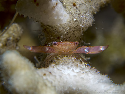 Boxer crab among Acropora branches Pseudoliomera sp.