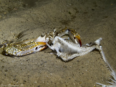 Swimming crab, Portunus segnis