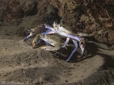 Swimming crab, Portunus segnis