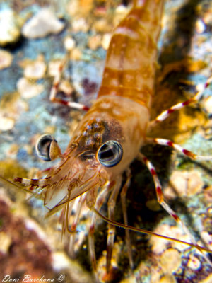 Green-eyed dancing shrimp (Cinetorhynchus reticulatus)