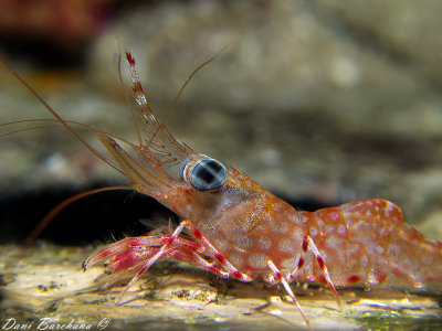 Green-eyed dancing shrimp (Cinetorhynchus reticulatus)