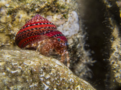 Hermit crab