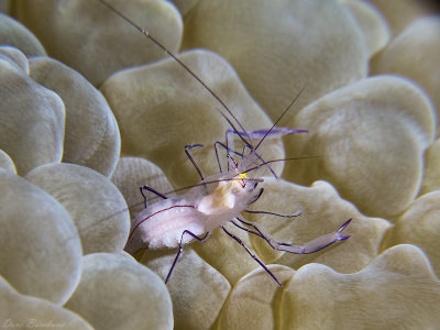 BUBBLE CORAL PRAWN