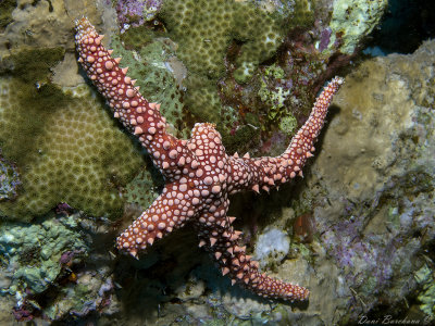 Gomophia egyptiaca (Egyptian sea star)