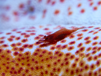 Starfish partner shrimp   Periclimenes soror 
