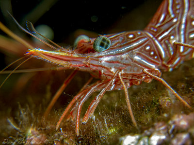 Dancer shrimp