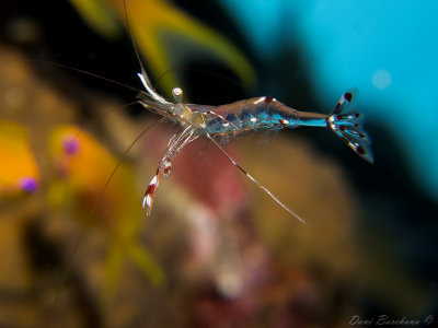 Partner Shrimp