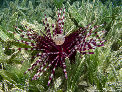 Banded sea urchin (Echinothrix calamaris)