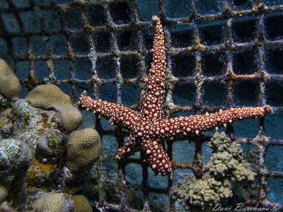 Gomophia egyptiaca (Egyptian sea star)