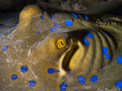 BLue Spotted Ray