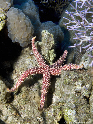 Gomophia egyptiaca (Egyptian sea star)