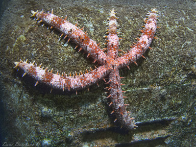 nail armed starfish