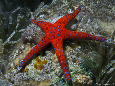 Fromia ghardaqana Red starfish