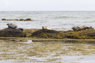 Harbor seal, Ytri tunga, Iceland