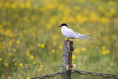 Arctic Tern