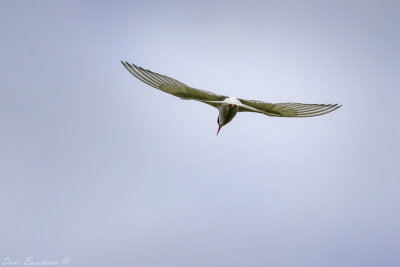 Arctic Tern