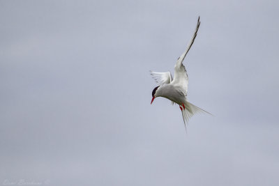 Arctic Tern