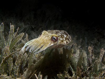 CUTTLEFISH