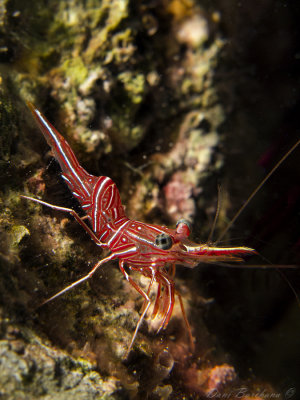 Durban dancing shrimp (Hinge beak shrimp)