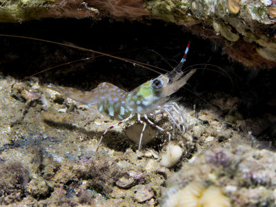 Common Shrimp